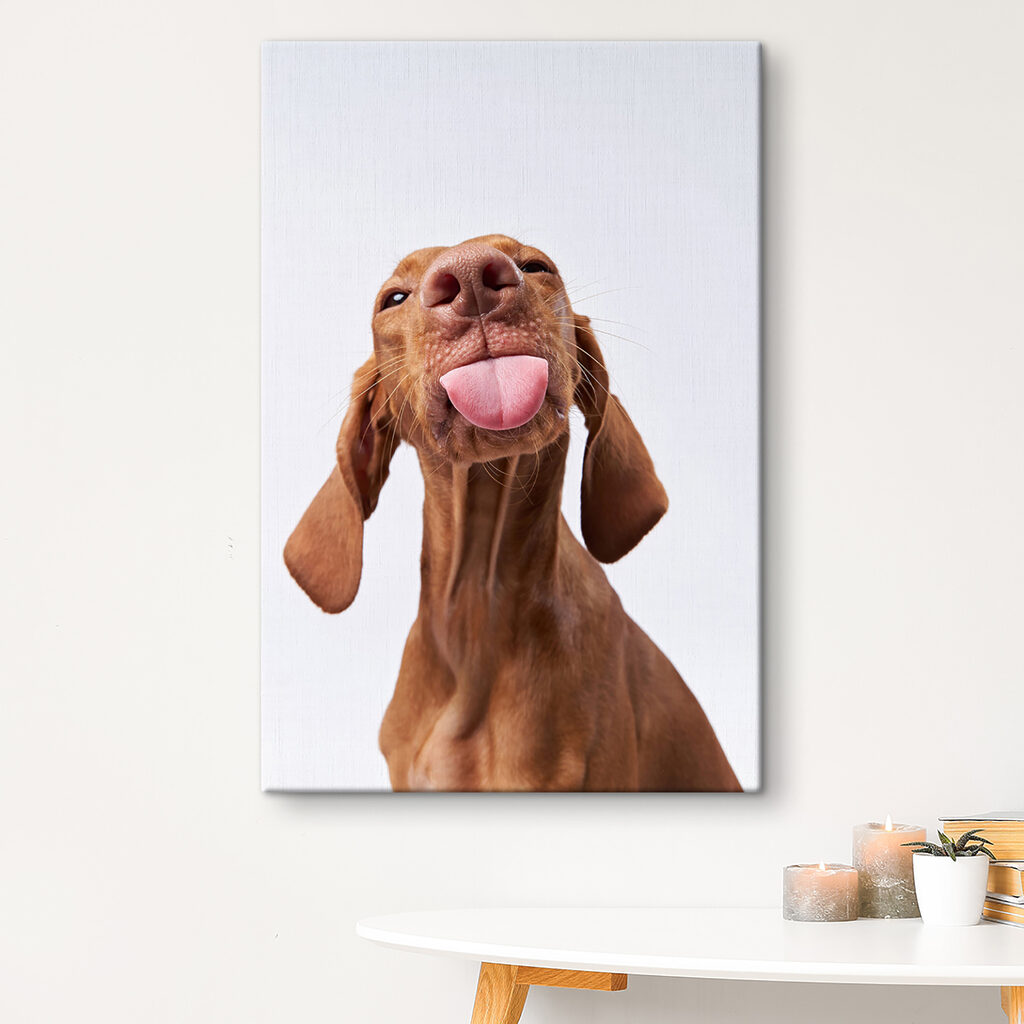 s37751pig80m 1024x1024 - Un chien qui tire la langue