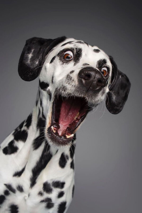 Un chien avec la bouche ouverte Un chien avec la bouche ouverte
