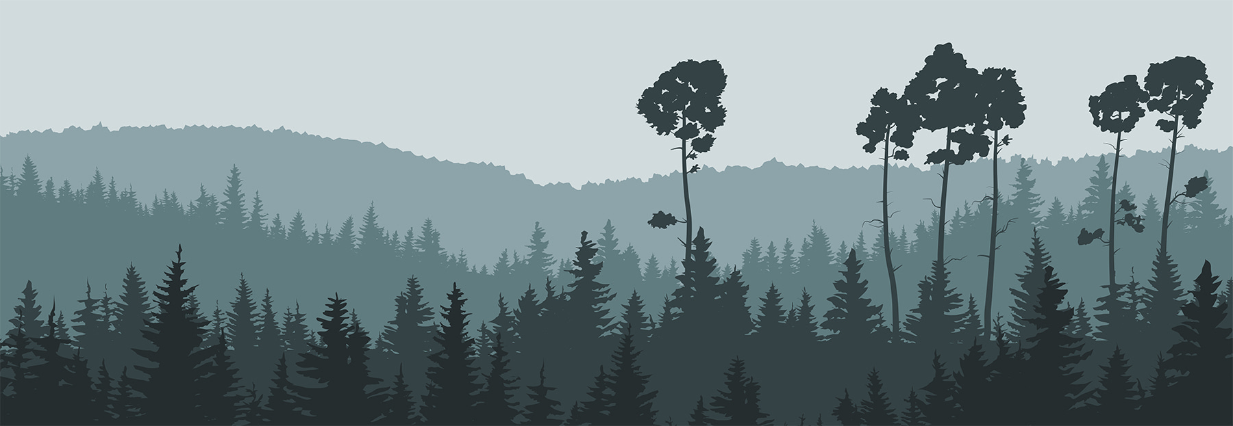 Un arbre dans une forêt w00377p - Un arbre dans une forêt