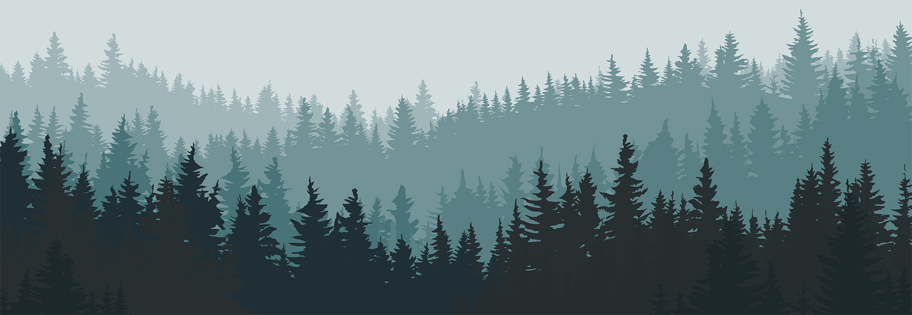 A forest of trees in the fog