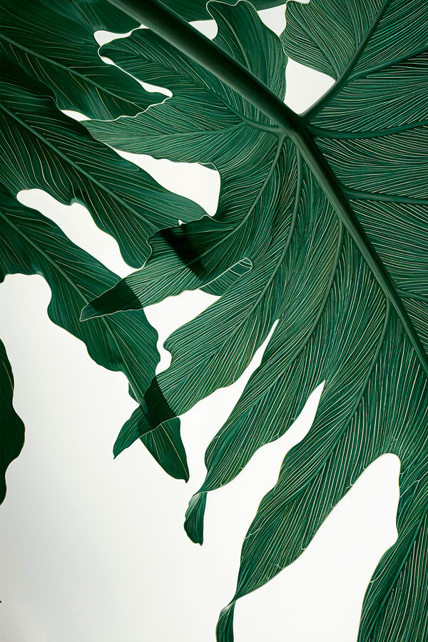 Gros plan sur une feuille verte Gros plan sur une feuille verte