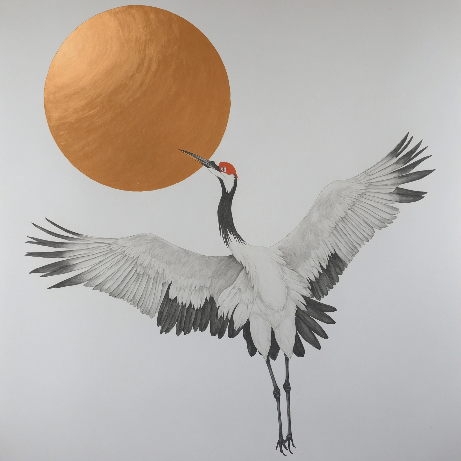 Crane dances under radiant sun Crane dances under radiant sun