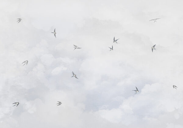 Un groupe d'oiseaux volant dans le ciel w00526p 600x420 - Un groupe d'oiseaux volant dans le ciel - tegory