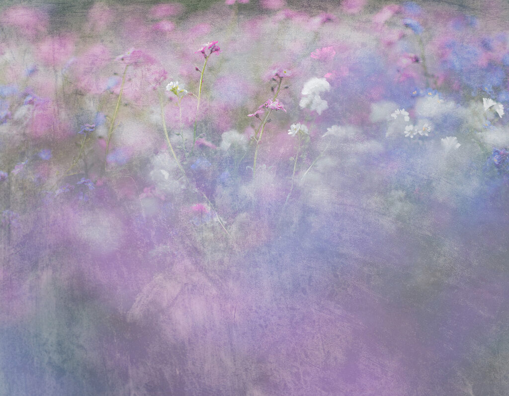 Un champ de fleurs avec des fleurs violettes et blanches Un champ de fleurs avec des fleurs violettes et blanches
