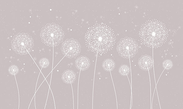 Pissenlits blancs sur fond gris Pissenlits blancs sur fond gris