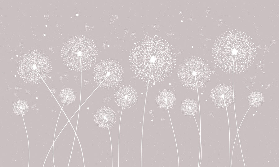 Pissenlits blancs sur fond gris