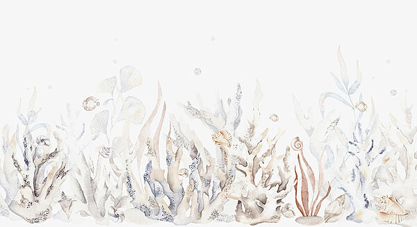 Une aquarelle d'algues et de coquillages Une aquarelle d'algues et de coquillages