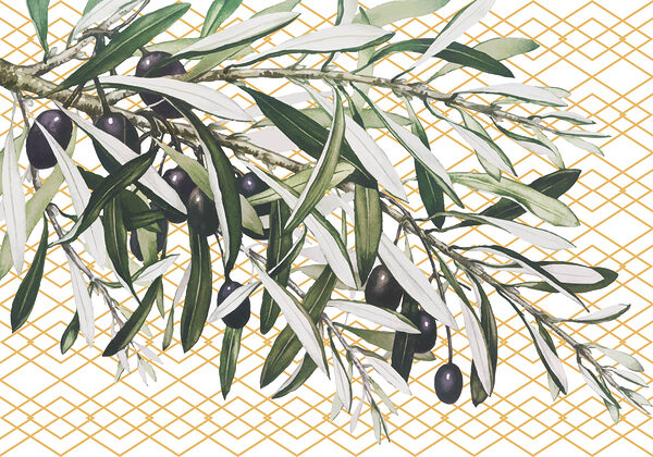 Une branche avec des olives noires et des feuilles Une branche avec des olives noires et des feuilles