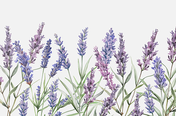 Une rangée de fleurs violettes Une rangée de fleurs violettes