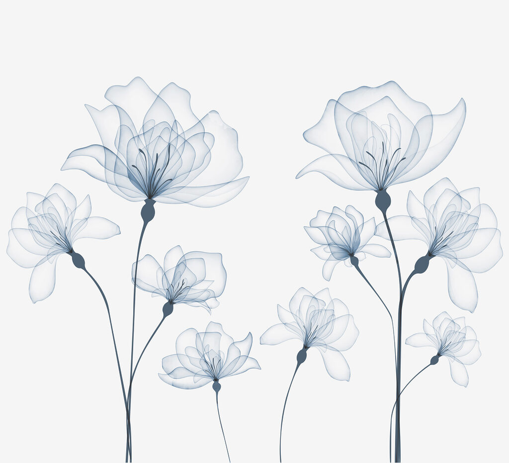 Fleurs transparentes sur fond blanc Fleurs transparentes sur fond blanc