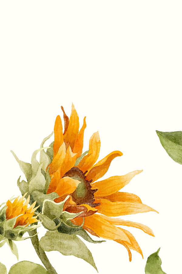 Gros plan sur un tournesol Gros plan sur un tournesol