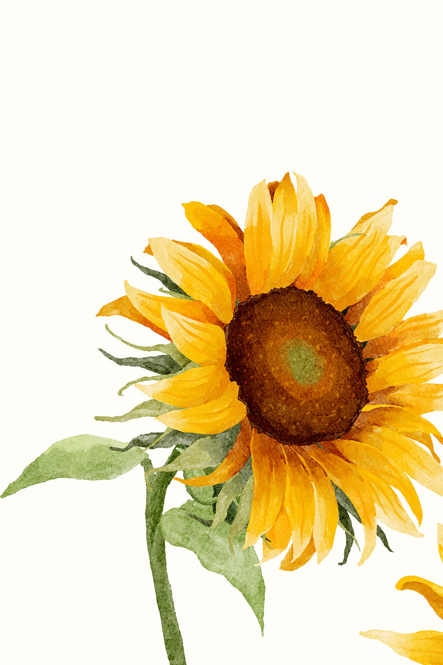 Gros plan sur un tournesol