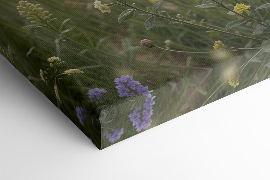 Champ de fleurs