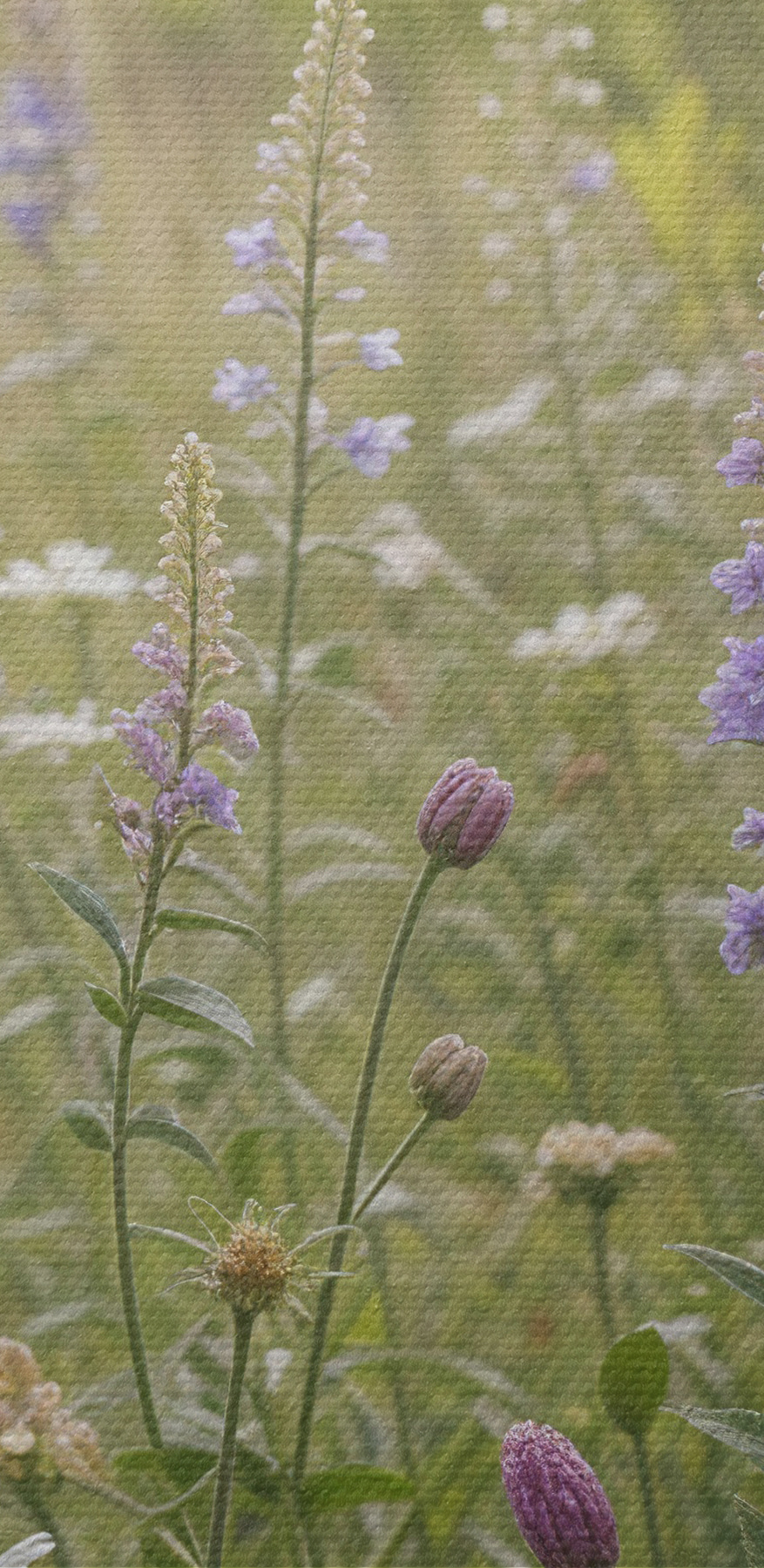 Champ de fleurs