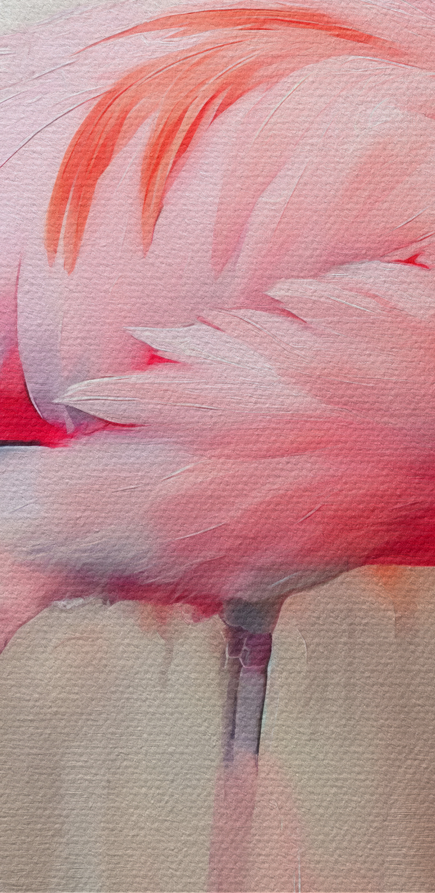 Flamant rose à longues pattes