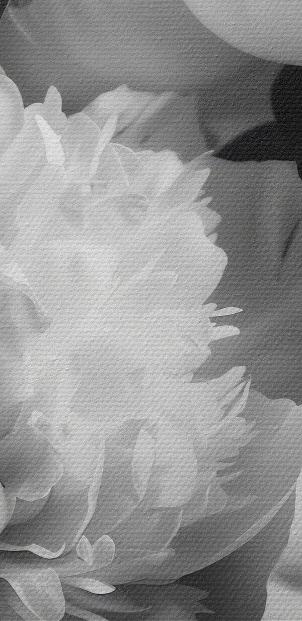 Groupe de fleurs blanches Groupe de fleurs blanches