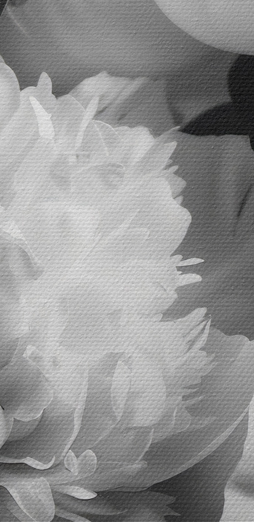 Groupe de fleurs blanches