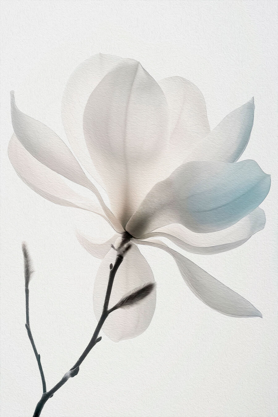 Fleur blanche avec feuilles Fleur blanche avec feuilles