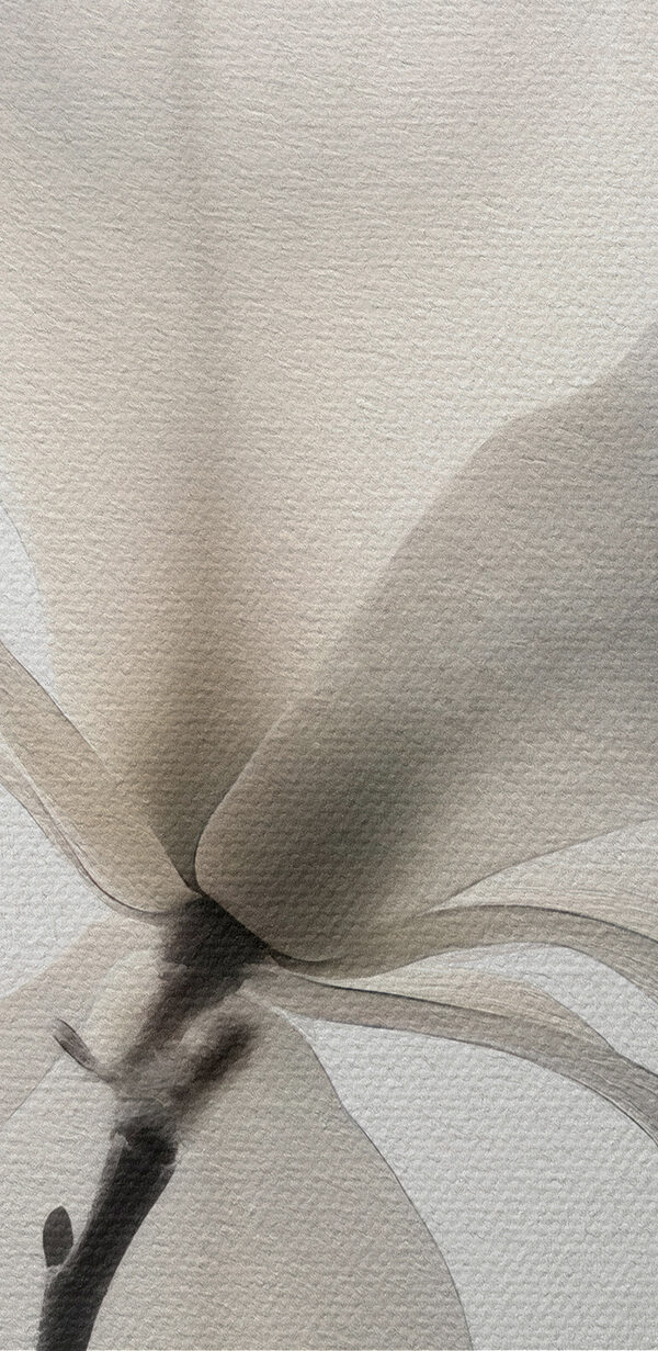 Fleur blanche avec feuilles Fleur blanche avec feuilles