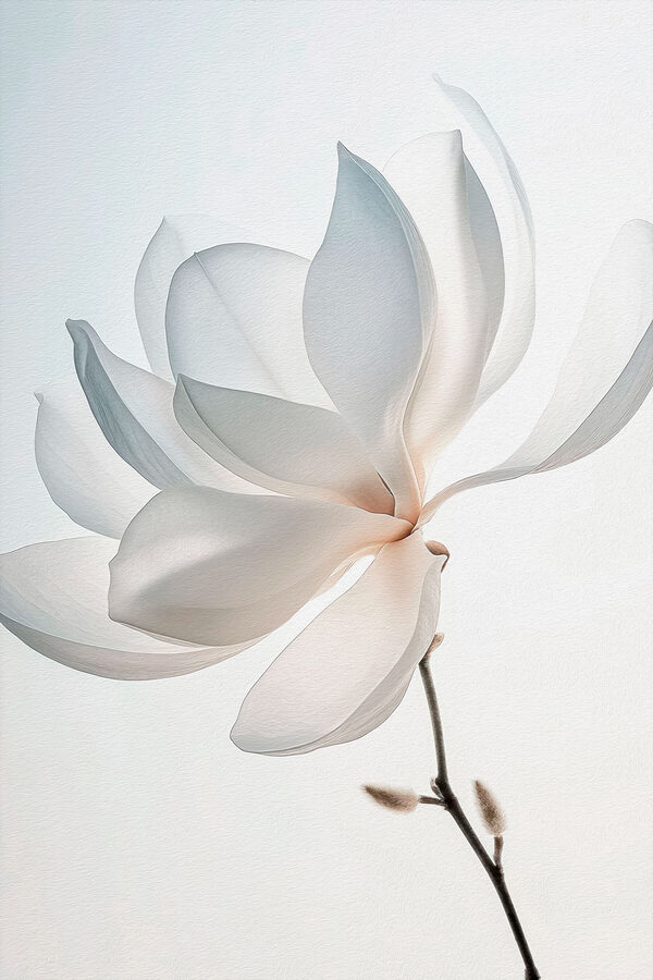 Fleur blanche avec pétales Fleur blanche avec pétales