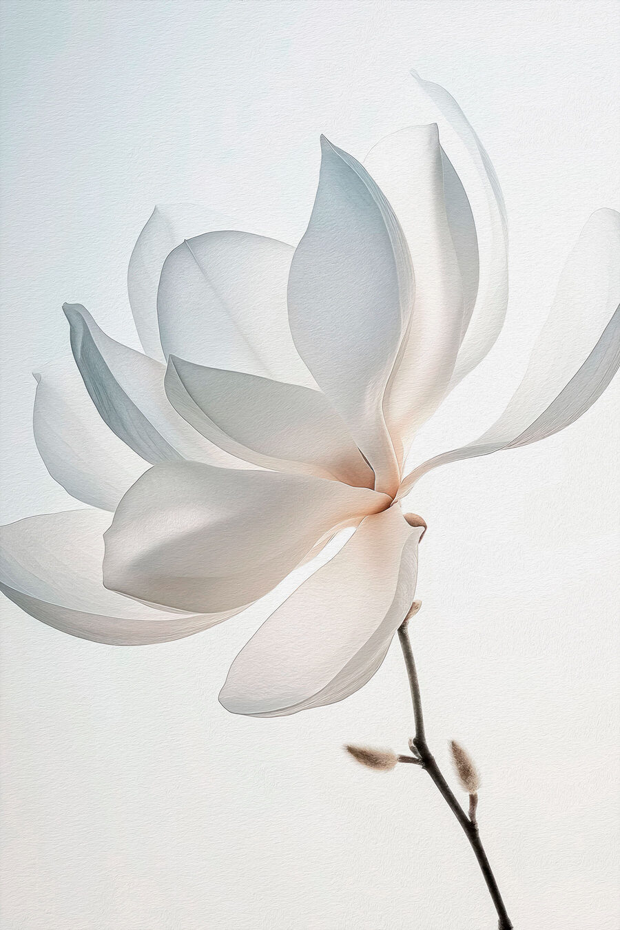 Fleur blanche avec pétales