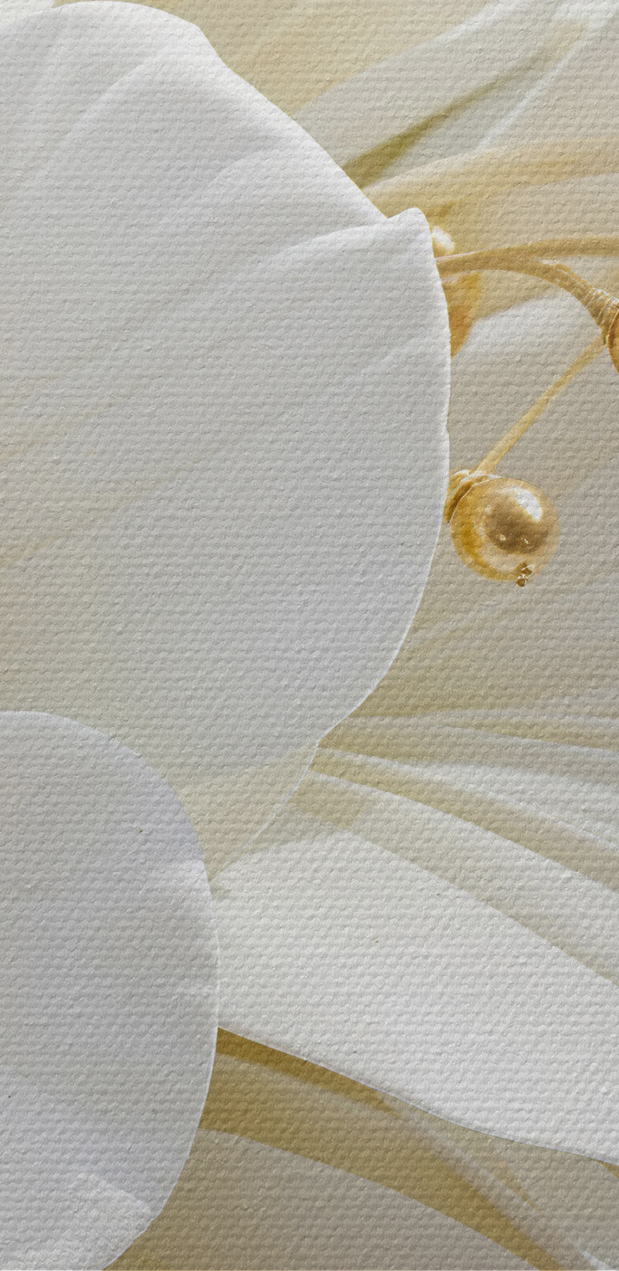 Gros plan sur une fleur blanche