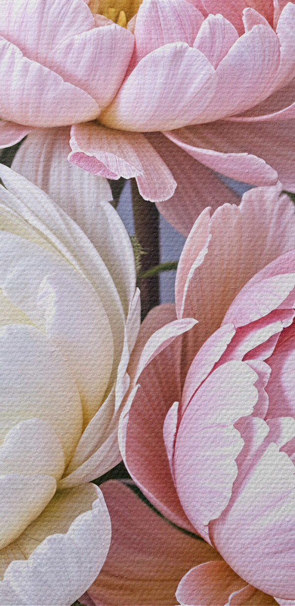 Groupe de fleurs roses et blanches s39514pzvl 600x1231 - Groupe de fleurs roses et blanches