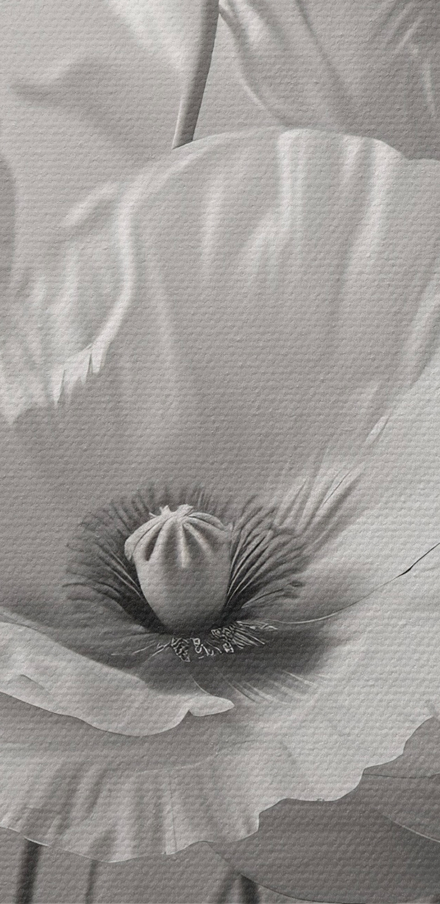 Groupe de fleurs blanches