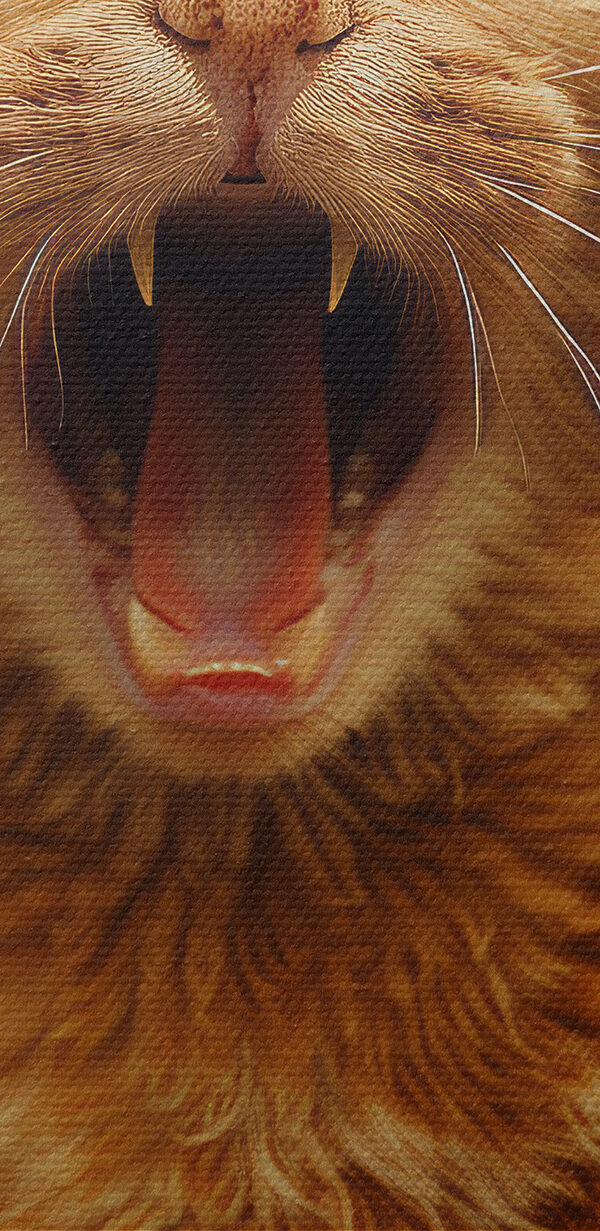 Chat avec la bouche ouverte Chat avec la bouche ouverte