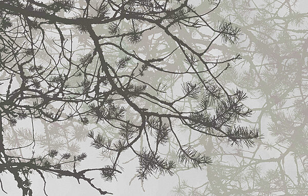 Branches d'arbres avec aiguilles Branches d'arbres avec aiguilles