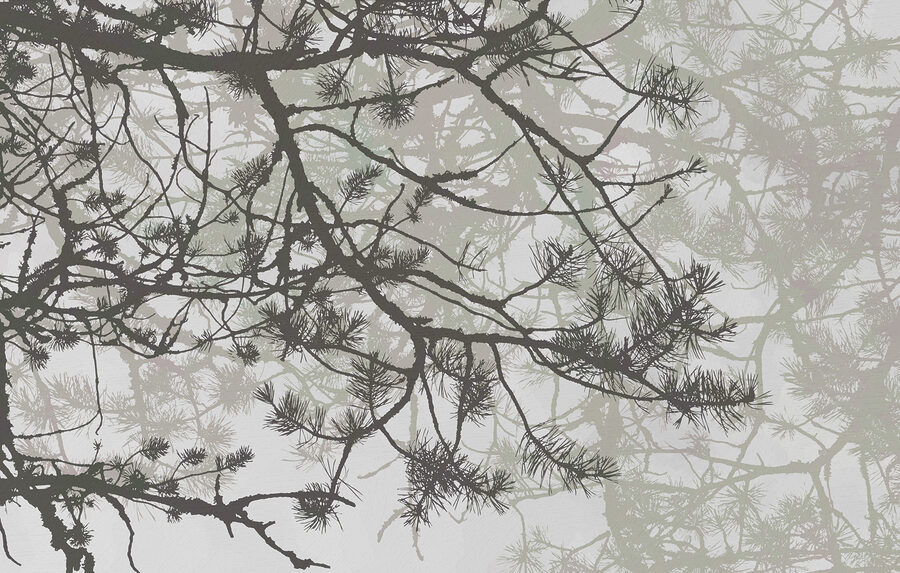 Branches d'arbres avec aiguilles