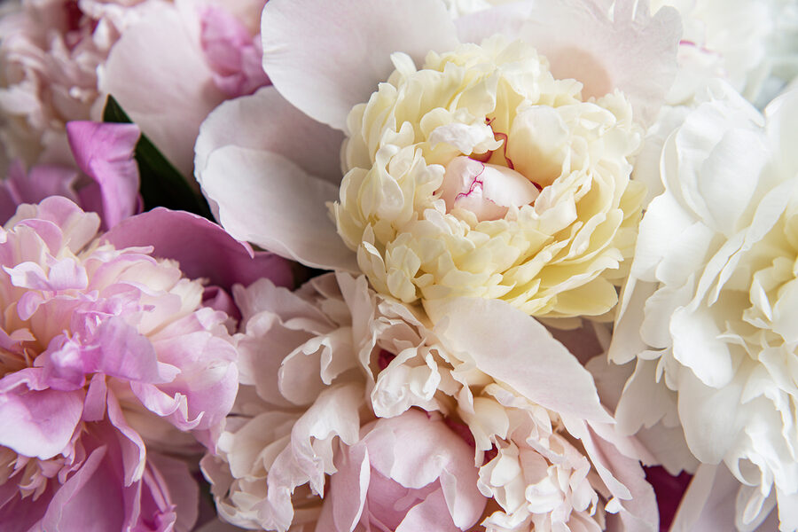 Gros plan sur une fleur