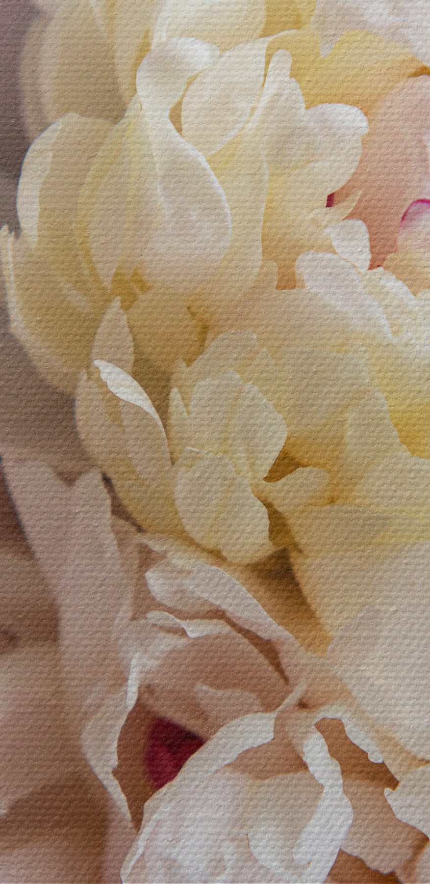Gros plan sur une fleur