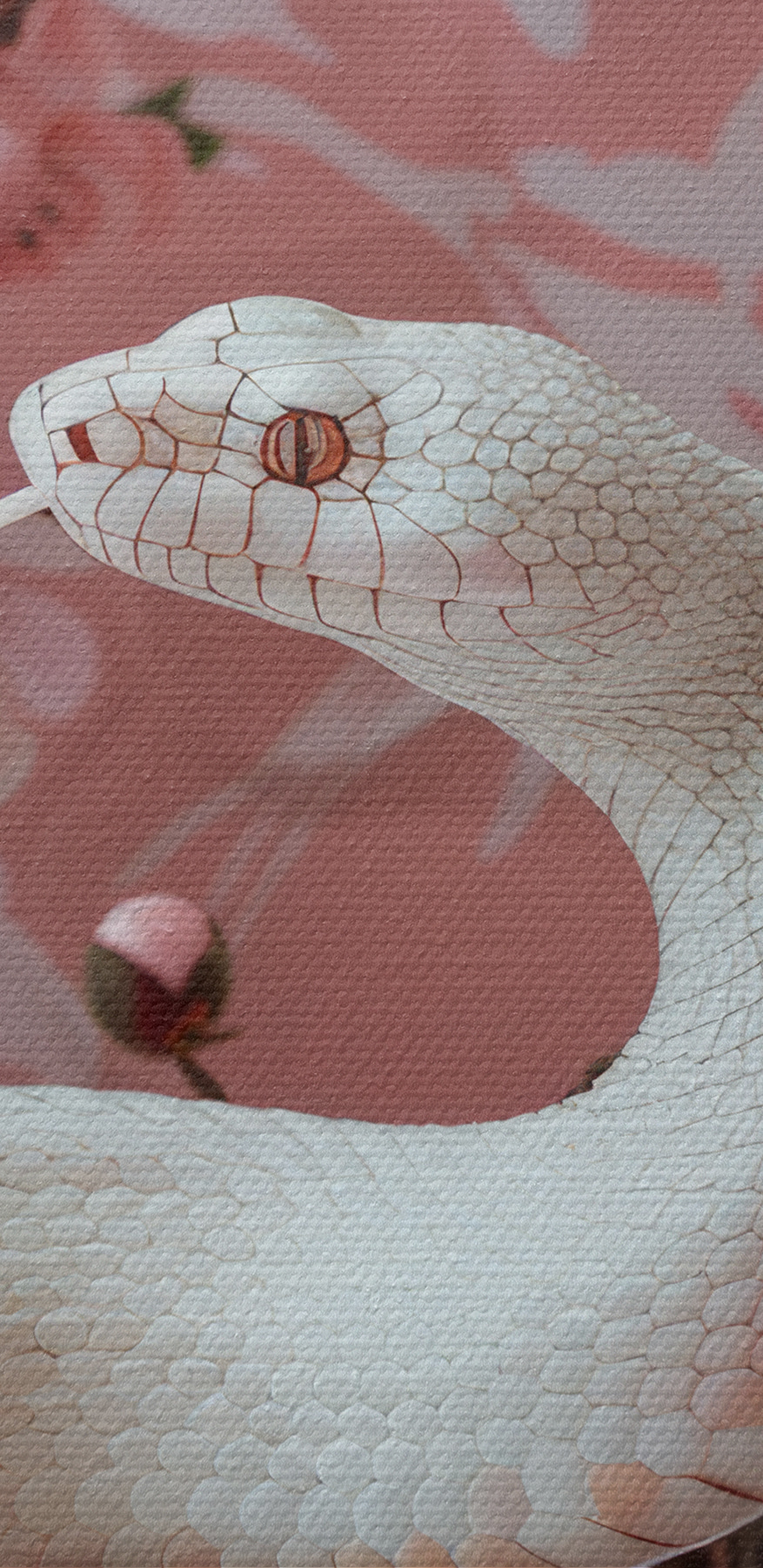 Serpent blanc à fleurs roses Serpent blanc à fleurs roses