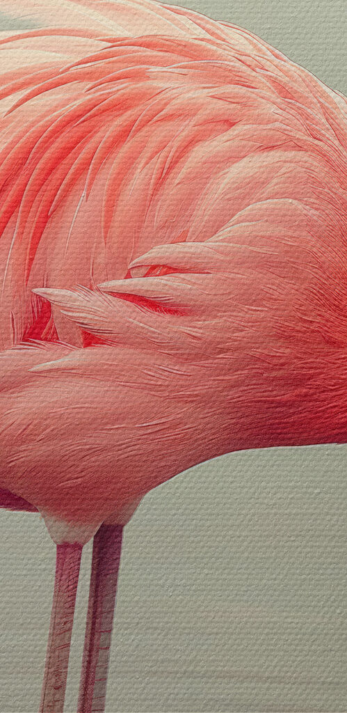 Flamingo standing in water