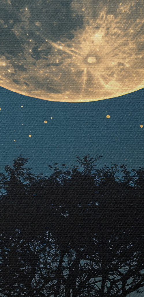 Tree and the moon in the sky