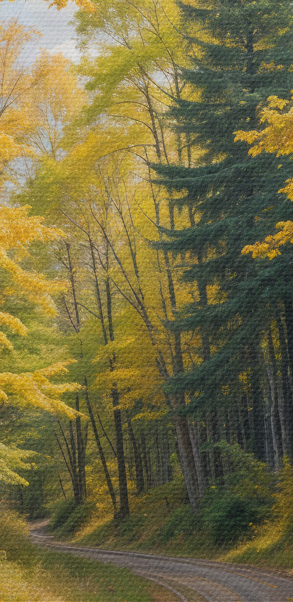Route à travers une forêt aux feuilles jaunes Route à travers une forêt aux feuilles jaunes