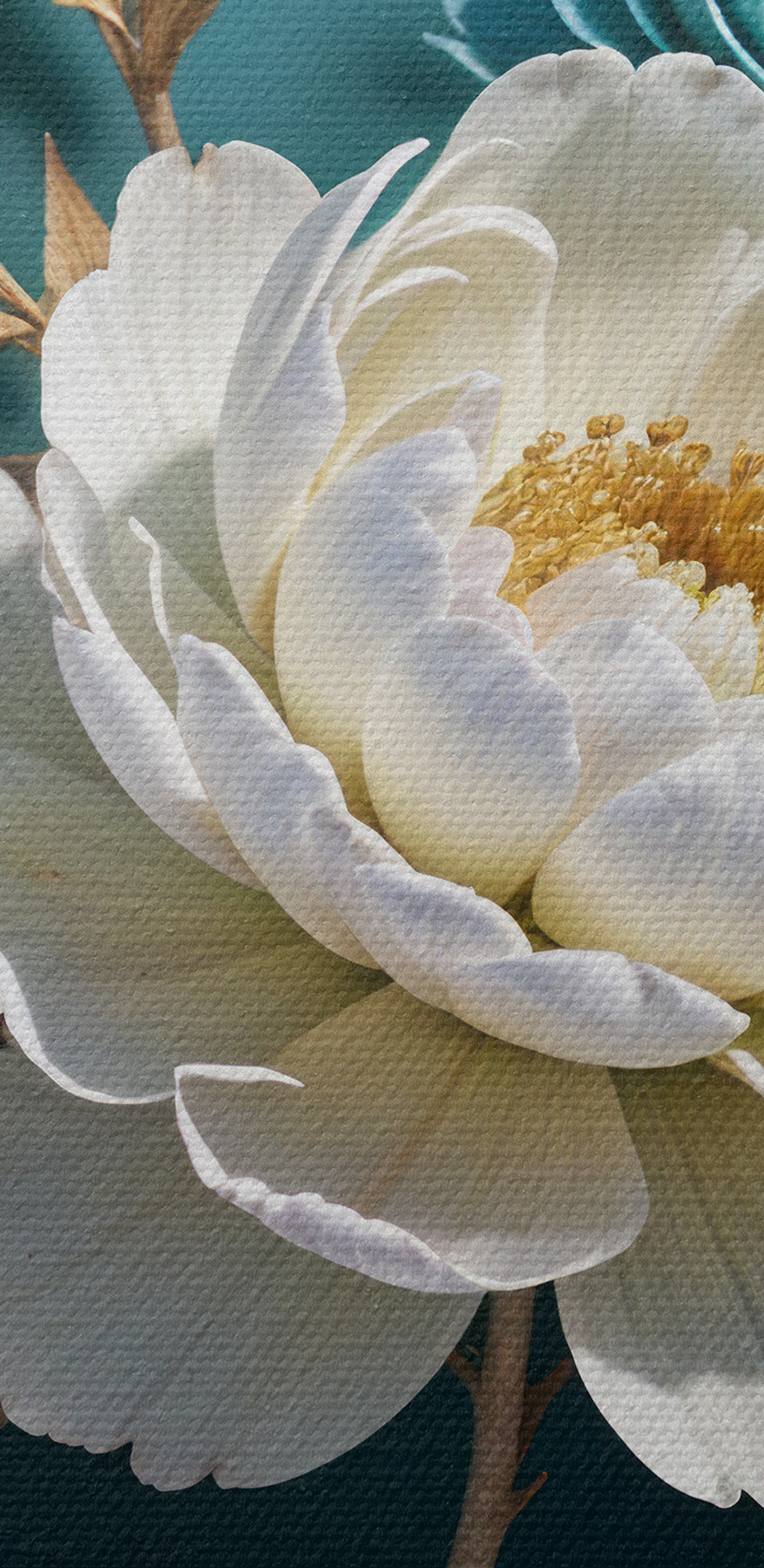 Groupe de fleurs blanches et bleues