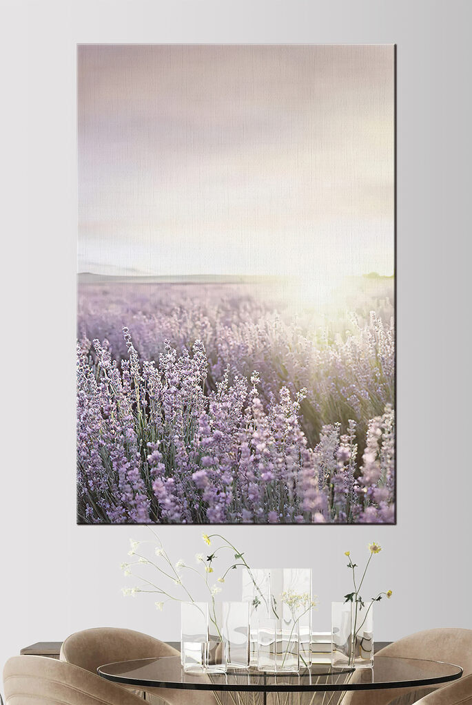 Lavender fields under a soft sunrise Lavender fields under a soft sunrise