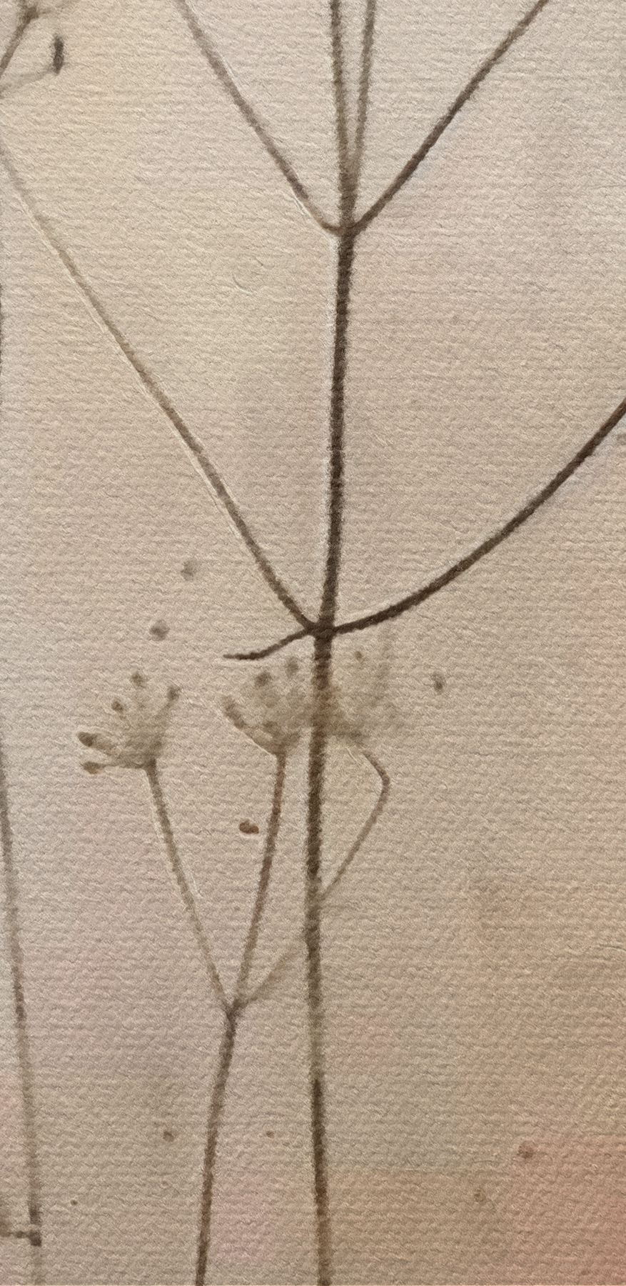 Plante avec des fleurs