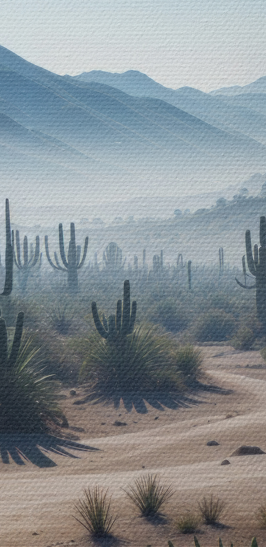 Cactus dans un désert