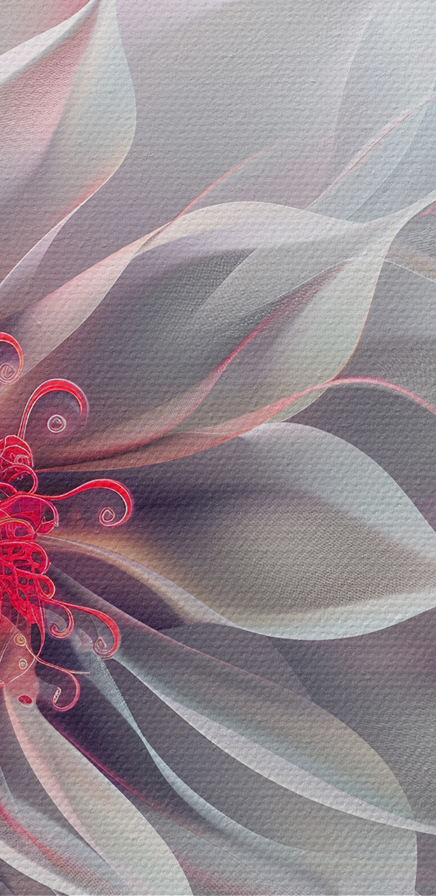 Fleur blanche et rose Fleur blanche et rose