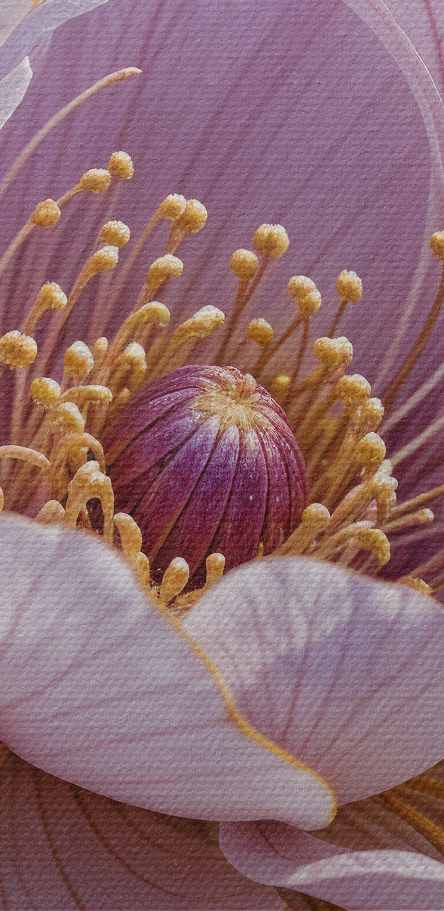 Gros plan sur une fleur