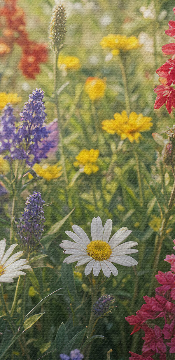 Champ de fleurs colorées s40390pzvl 600x1231 - Champ de fleurs colorées