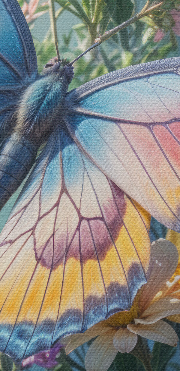 Papillon sur une fleur Papillon sur une fleur