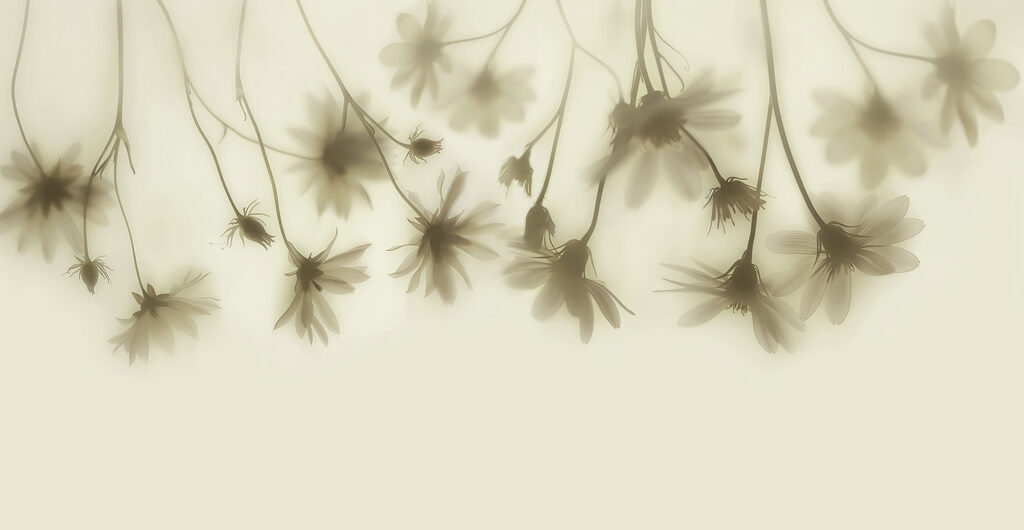 Groupe de fleurs sur fond blanc Groupe de fleurs sur fond blanc