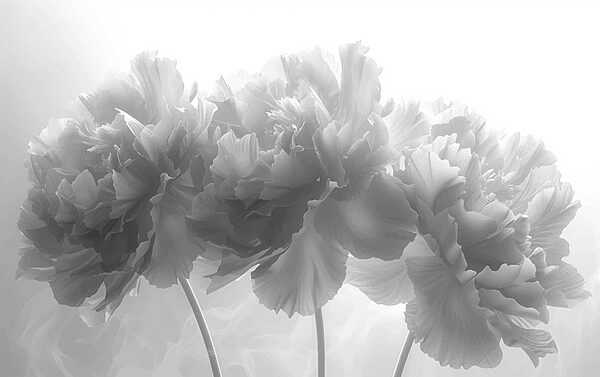 Groupe de fleurs sur fond blanc Groupe de fleurs sur fond blanc