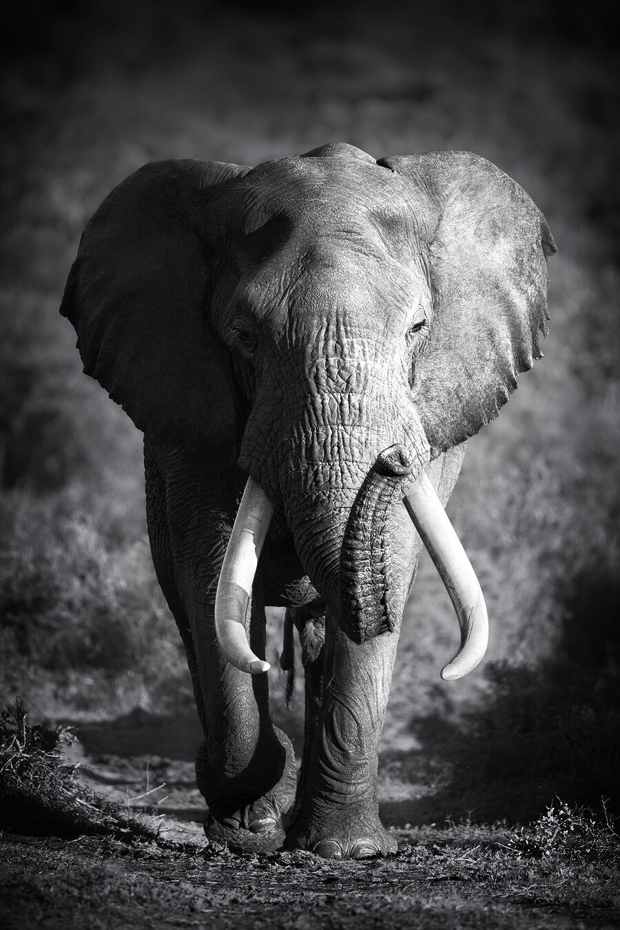 Un éléphant avec des défenses qui marche