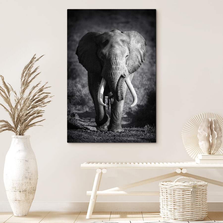 Un éléphant avec des défenses qui marche