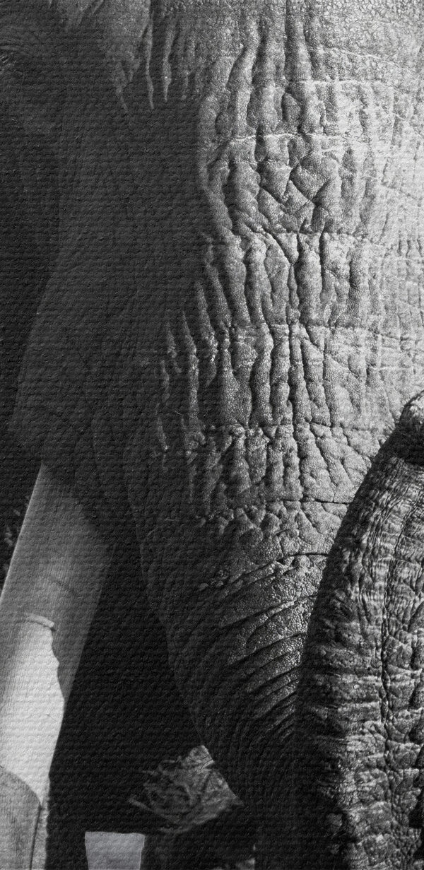 Un éléphant avec des défenses qui marche Un éléphant avec des défenses qui marche